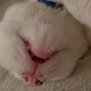 Meet your Posher, Chelsea